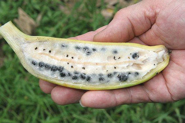 banana seeds pictures
